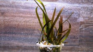 ВАЛЛИСНЕРИЯ ЛЕОПАРД МИНИ ( VALLISNERIA SPIRALIS LEOPARD MINI )