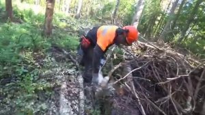 Бензопила ZimAni 365 PRO с ЦПГ Хускварна (Husqvarna 365) в работе на лесозаготовке.