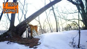 Амурские тигры создали «семейный чат» в Приморье