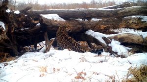 Упитанный дальневосточный леопард \ Big Amur leopard