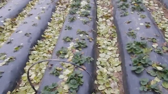 Как вырастить клубнику раньше? Делаем туннели из стеклопластиковой арматуры. 1 этап - установка арок