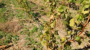 20160912 Виноград Вива Айка