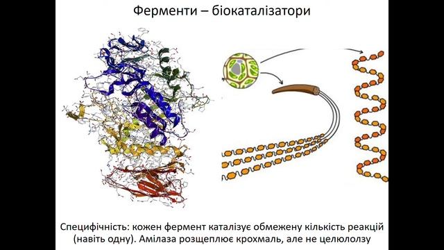 9 клас  6 Ферменти