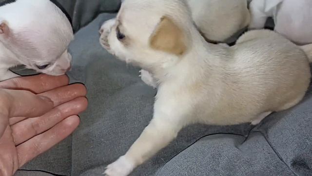 Взвешивание малышей чихуахуа #купитьчихуахуа #продажачихуа