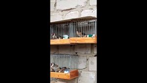 видео друзей.  птичий рынок г. Саратов