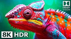 Животные в красивых цветах 4K HDR 120fps Dolby Vision