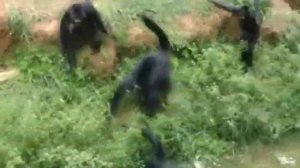 ZOO ATTACK: Drunk man bitten by spider monkeys in Brazil