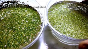 ПЛАВАЮЩИЕ РАСТЕНИЯ. Ч1. Филлантус, сальвиния натанс, лимнобиум, сальвиния ушастая, ряска малая.