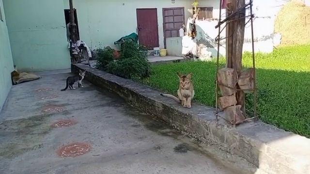 achanak pahuch gye bhai ke ghar !! अचानक पहुंच गये भाई के घर !! village lifestyle