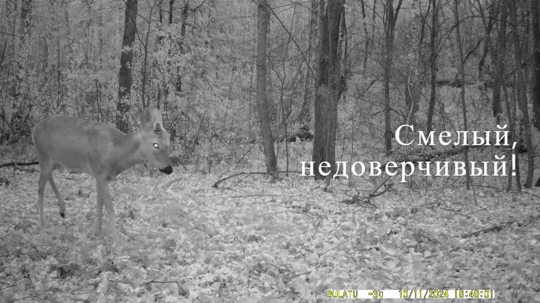 Созывающий в "гарем"