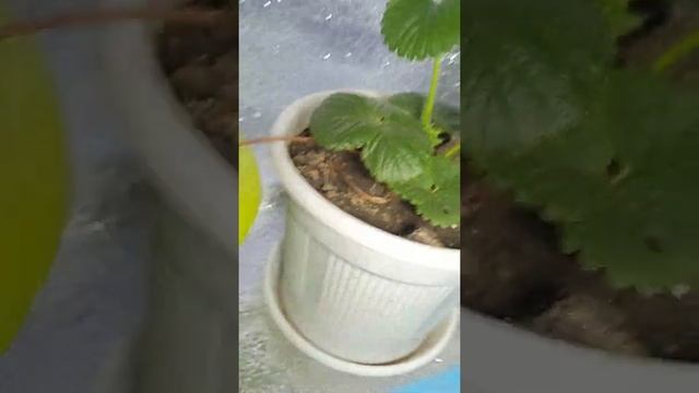 Клубника на подоконнике. Поменял свет. #shorts