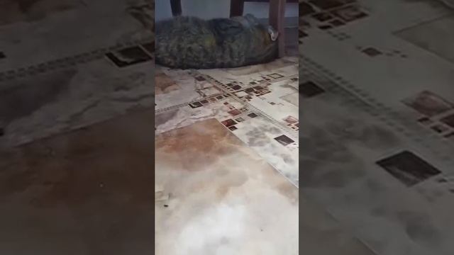 Кошка подметалка