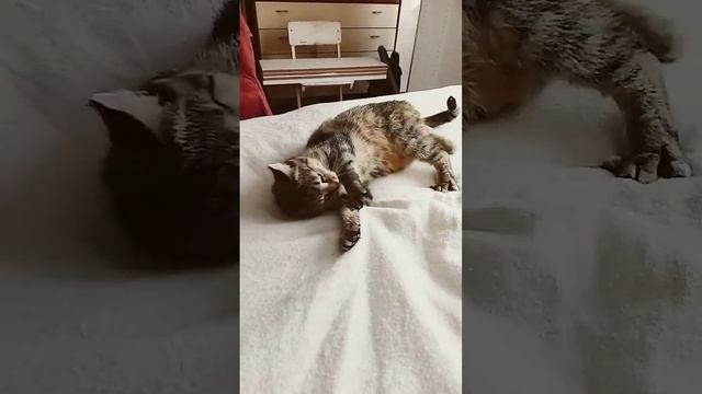 любви охота