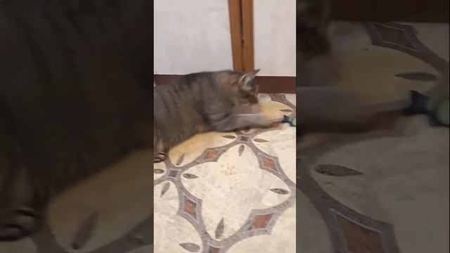 Funny cats |Barsik and little fish| #cats #shorts