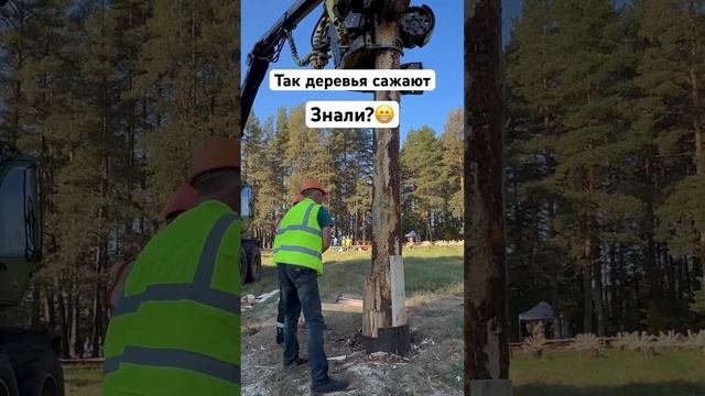 Посадка дерева в Карелии #stihl #husqvarna #zimani #юмор