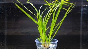 ЦИПЕРУС ХЕЛФЕРА. Cyperus helferi. СЕКРЕТЫ ВЫРАЩИВАНИЯ