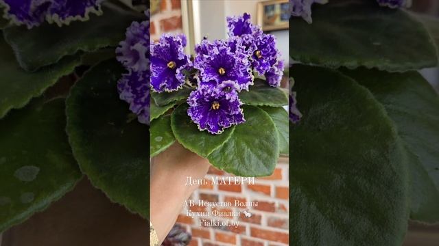 С днем МАТЕРИ! Кухня Фиалки 🐇  и АВ-Исскуство Волны.