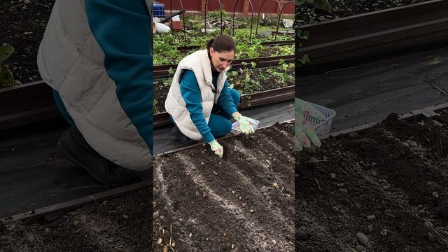 Сажаем чеснок обычным способом и в 2 яруса