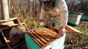 Коллапс пчёл. Результат осмотра пасеки в деревне