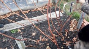 Обрезка загущенного куста Винограда, Радик Шакуров, 28.10.21, р.п. Цильна, Ульяновская область