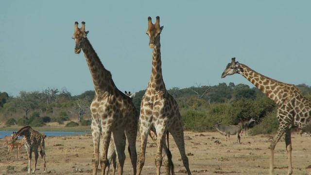 Surprising Facts About Giraffes Mating Behaviors | Footages Of Giraffes Mating