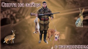 Охота на зайца русака с напарником. Выбежал на выстрел.