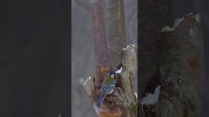 Масло Маргарин Сыр для птиц