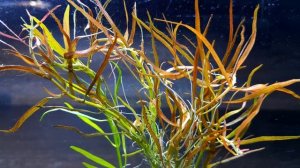 ЛЮДВИГИЯ ДУГООБРАЗНАЯ АРКУАТА. ludwigia arcuata. СОДЕРЖАНИЕ В АКВАРИУМЕ