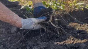 Сезон сбора урожая 2024