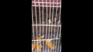 Видео друзей