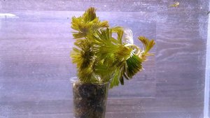 КАБОМБА СЕРЕБРЯНАЯ ( Cabomba palaeformis )