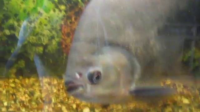 Паку(Pacu)