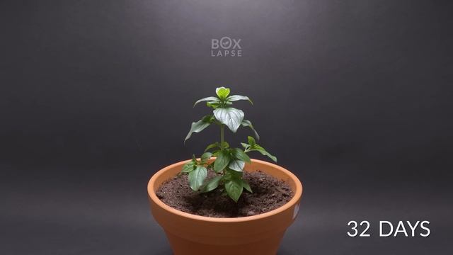 I Filmed Plants For 15 years   Time-lapse Compilation