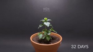 I Filmed Plants For 15 years   Time-lapse Compilation