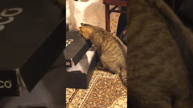 Funny cats|Barsik comes out of the box|#cats #shorts