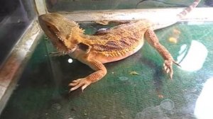 Акка поедает аргентинских тараканов. Кормление Бородатой агамы
