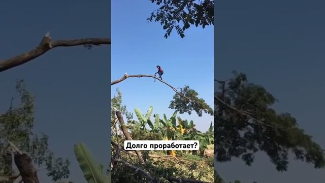 Тоже ждете когда упадёт? #zimani #stihl #husqvarna