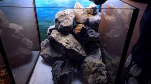 ЗАПУСК ЛЕНИВОГО АКВАРИУМА. ЛЕНИВЫЙ ХАРДСКЕЙП