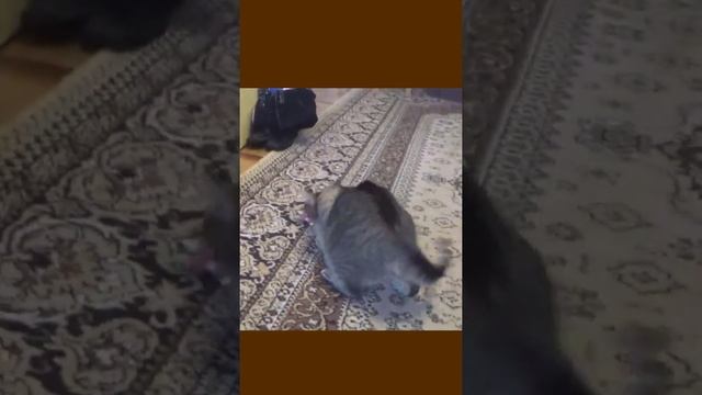 Funny cats |Barsik and fish 2| #cats #shorts