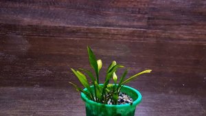 КРИПТОКОРИНА ПАРВА ( Cryptocoryne parva )