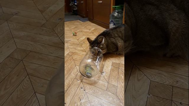 Funny cats|Barsik takes the toys out of the jar| #cats #shorts