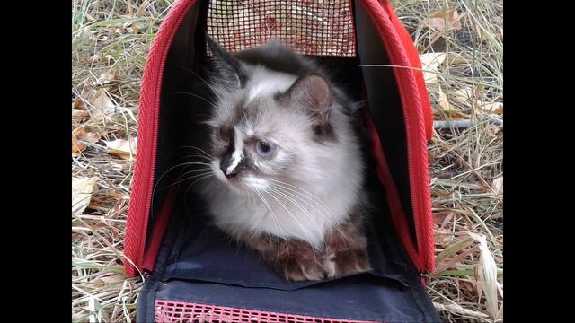 кошка Сима  её голос