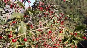 Зурна.Цахурская долина.