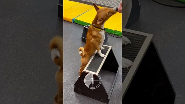 Пишите в комментариях сколько пород смогли назвать ⤵️ смотреть онлайн