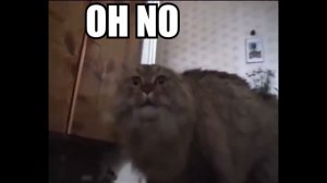 Tally Hall - Ruler of Everything | The Cat Edition