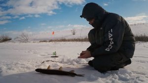 Расставили жерлицы на пруду, и началось... Щука оголодала в глухозимье.