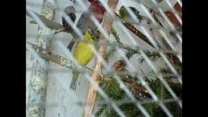 поёт черноголовая овсянка  Emberiza melanocephala