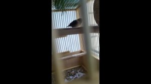 видео друзей