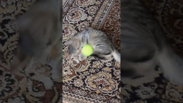 Funny cats|Barsik plays with a tennis ball|#cats #shorts