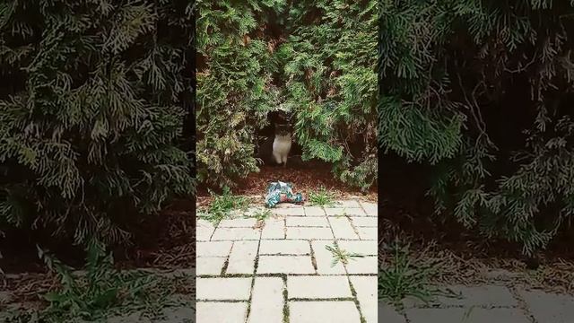 залëтный кошак